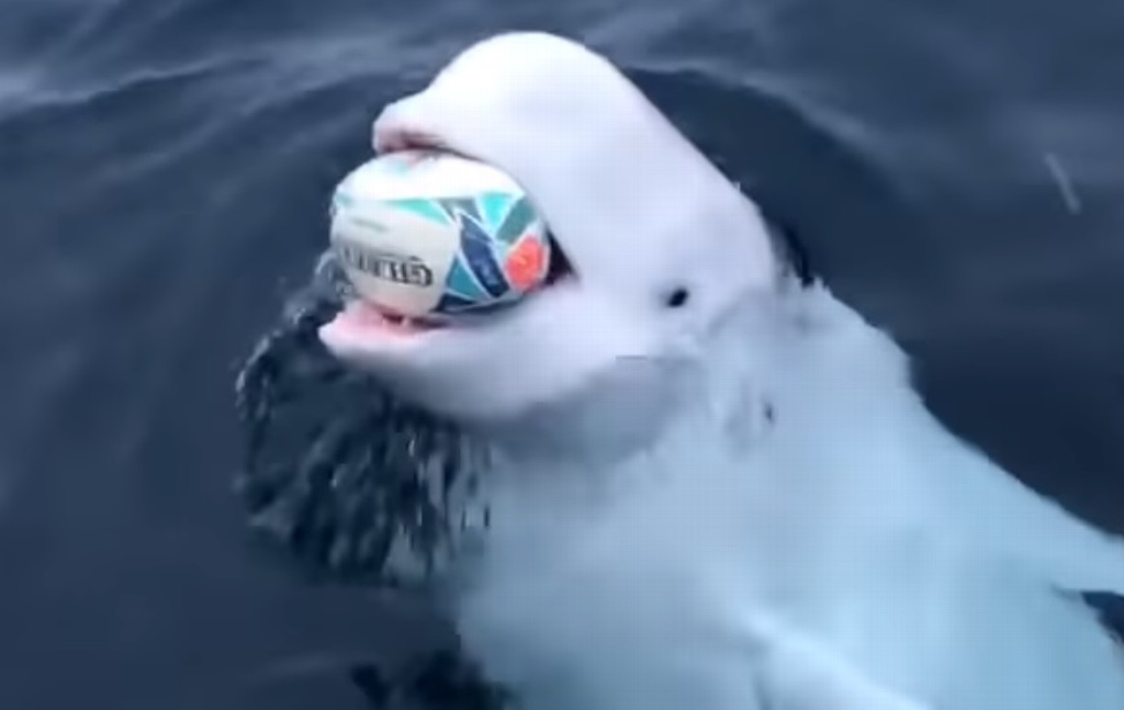 Imagen Beluga se hace viral tras pedir no arrojar basura al mar (+video)