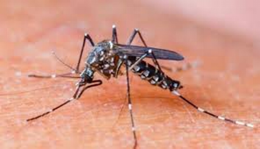 Imagen No debe de ignorarse primer caso de transmisión sexual de dengue: Médico