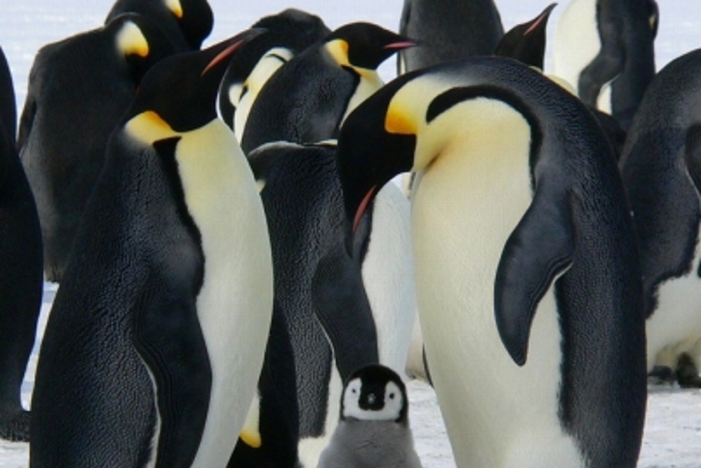 Imagen Nueva alerta ante posible extinción de pingüino emperador