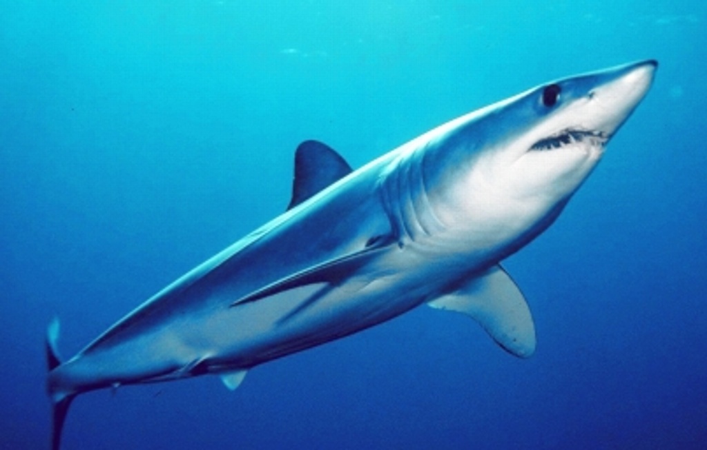 Imagen Lagartos y tiburones en nueva lista de animales protegidos en Cuba