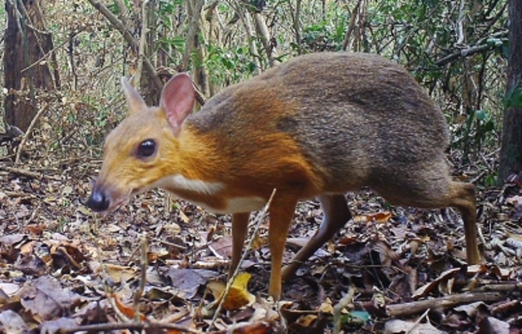 Imagen Reportan avistamiento de ciervo ratón que se creía extinto en Vietnam