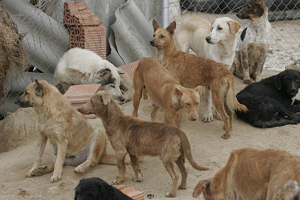 Imagen México está libre de rabia humana transmitida por perros: Organización Mundial de la Salud