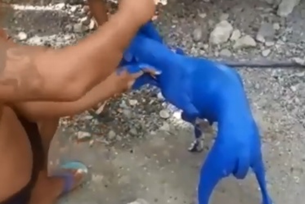 Imagen Graban a sujeto mientras pinta de azul a perrito; lo arrestan (+Video)