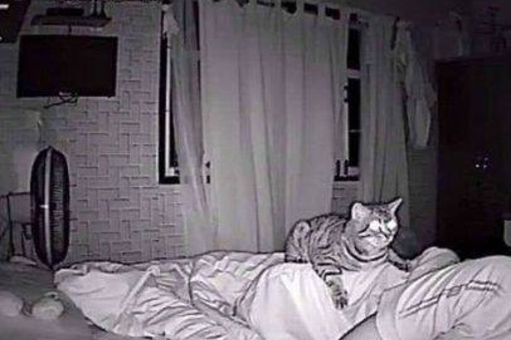 Imagen Descubre que su gato lo asfixia cuando duerme (+Fotos)