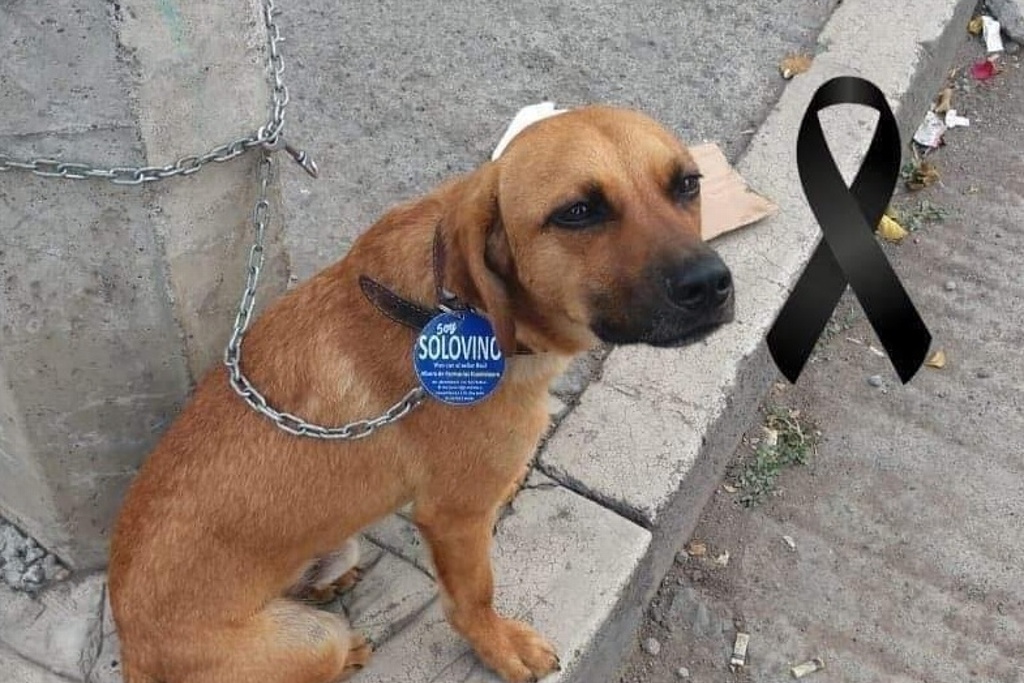 Imagen Se viraliza indigente llorando frente a su perrito atropellado (+Fotos)