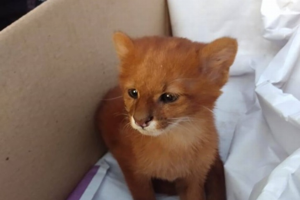 Imagen Mujer rescata y adopta a 'gatito' que resultó ser un puma (+Foto)