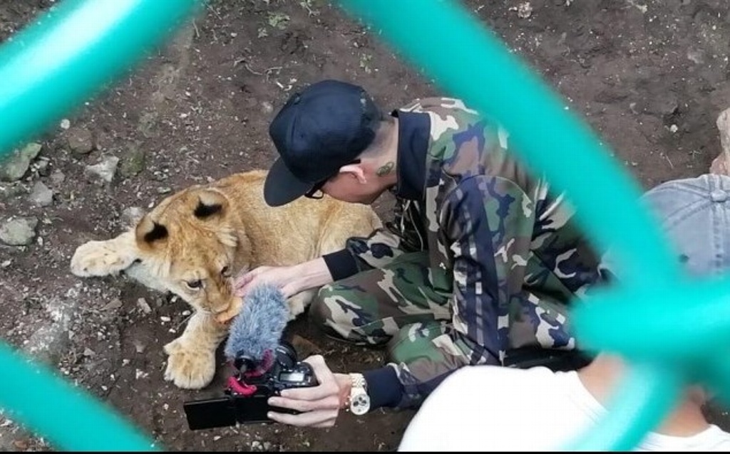 Imagen Youtuber dona una leona a la reserva animal de Orizaba, Veracruz (+Video)
