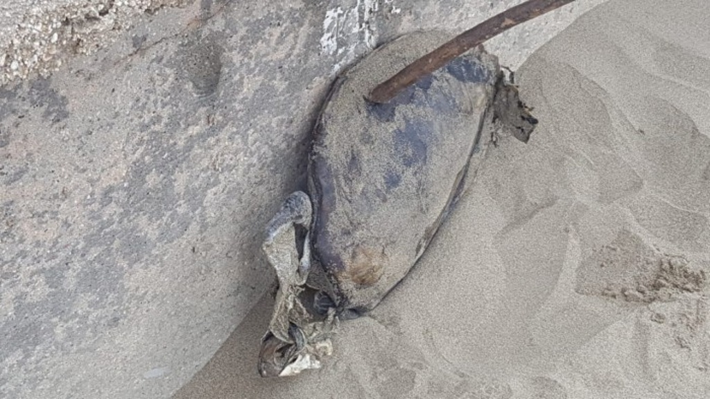 Imagen Encuentran tres tortugas muertas en playas de Coatzacoalcos, Veracruz 