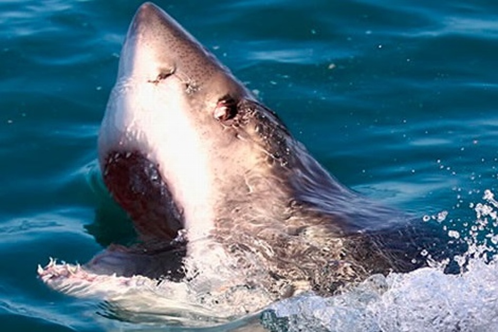 Imagen Advierten que tiburones en México podrían desaparecer por consumo humano como bacalao