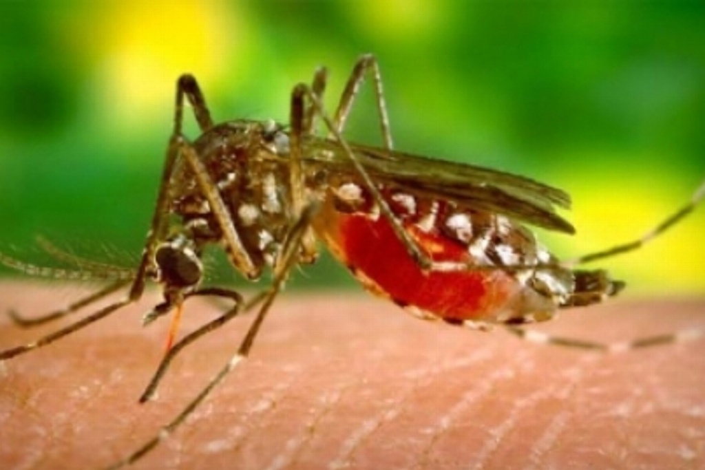 Imagen Crean técnica que detecta virus del dengue en torrente sanguíneo