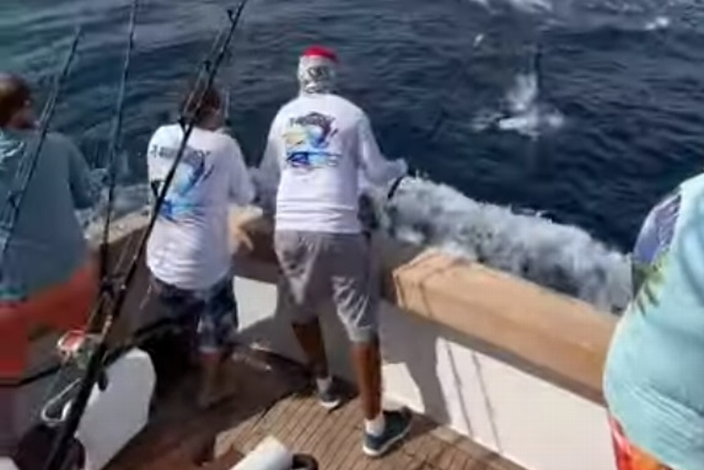 Imagen Pez gigante ataca a hombre quería pescarlo (+Video)