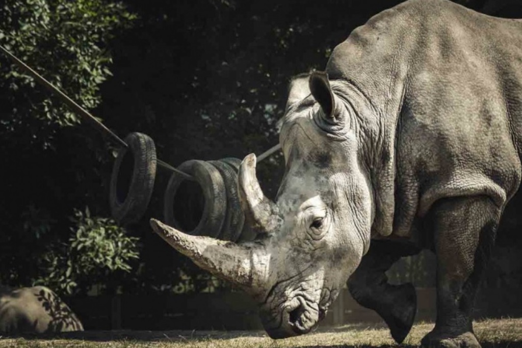 Imagen Nace rinoceronte blanco con programa de preservación