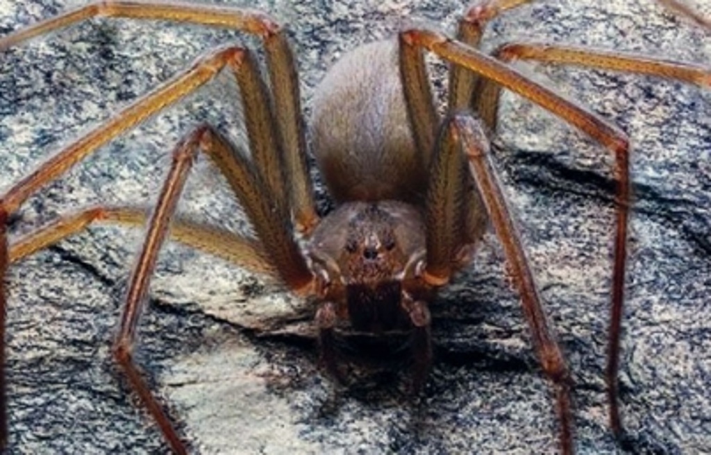 Imagen Alumnos de la UNAM hallan nueva especie de araña violinista