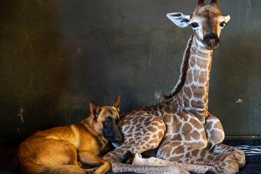Imagen Muere la jirafa bebé que la abandonó su madre y cuidaba un perrito