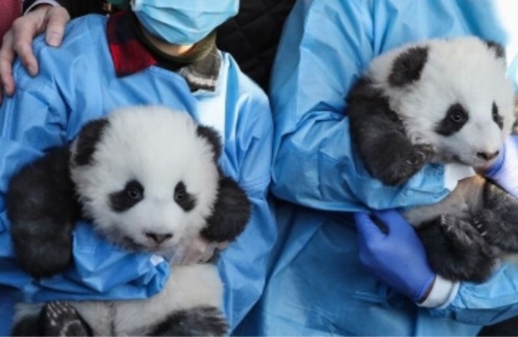 Imagen Presentan a dos cachorros de panda en Zoológico de Berlín