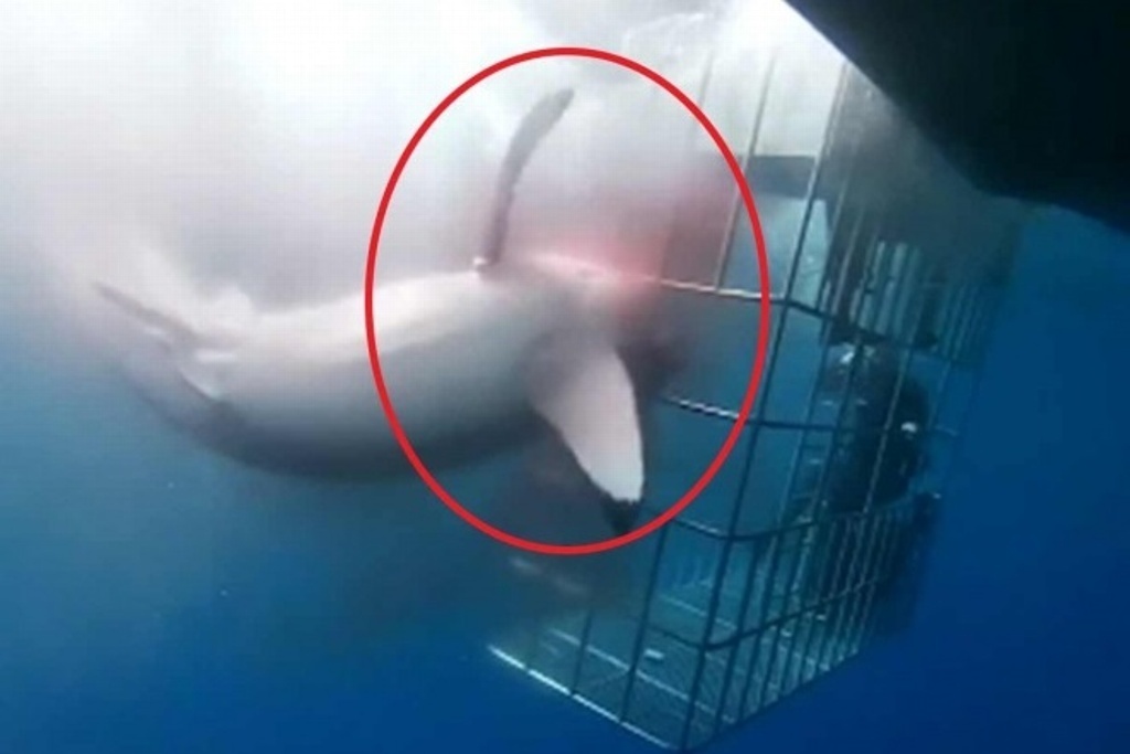 Imagen Investigan posible muerte de tiburón por jaula de observación