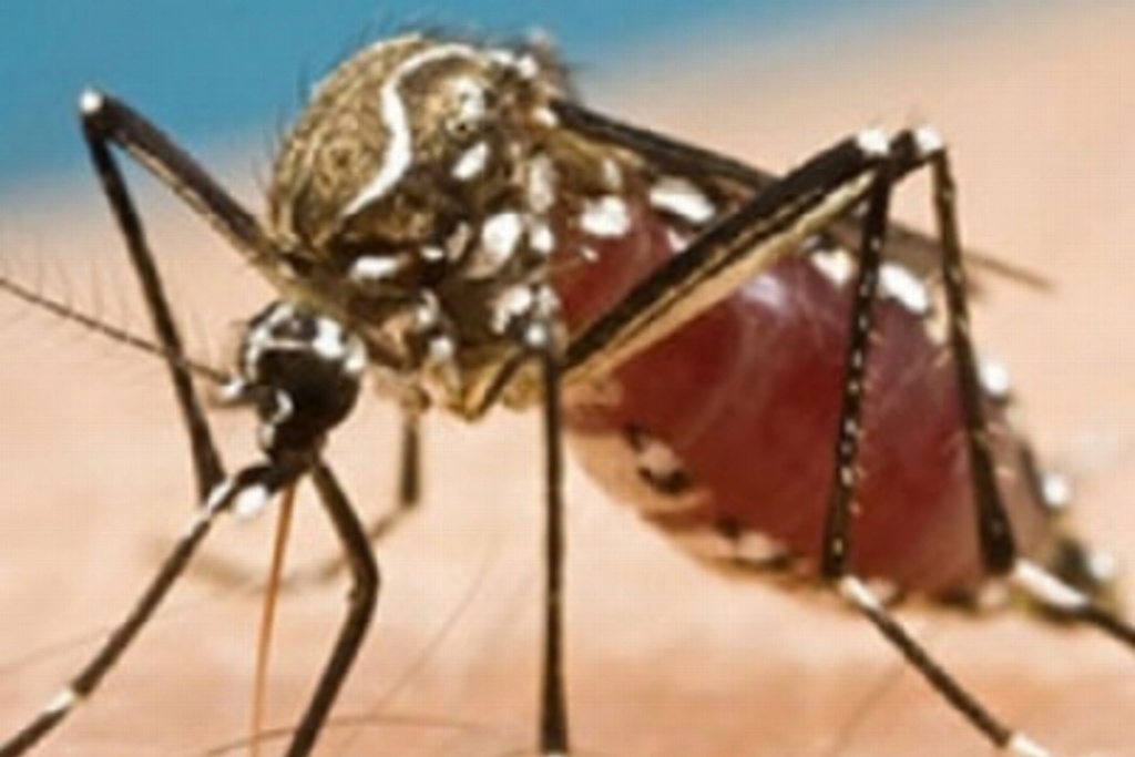 Imagen Desarrollan vacuna contra el Zika que protege durante embarazo