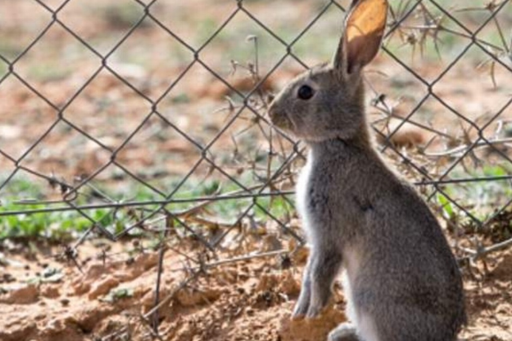 Imagen Declaran al conejo en peligro de extinción
