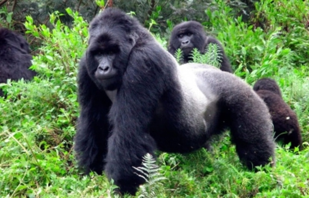 Imagen Crece población de gorilas en bosque protegido en África