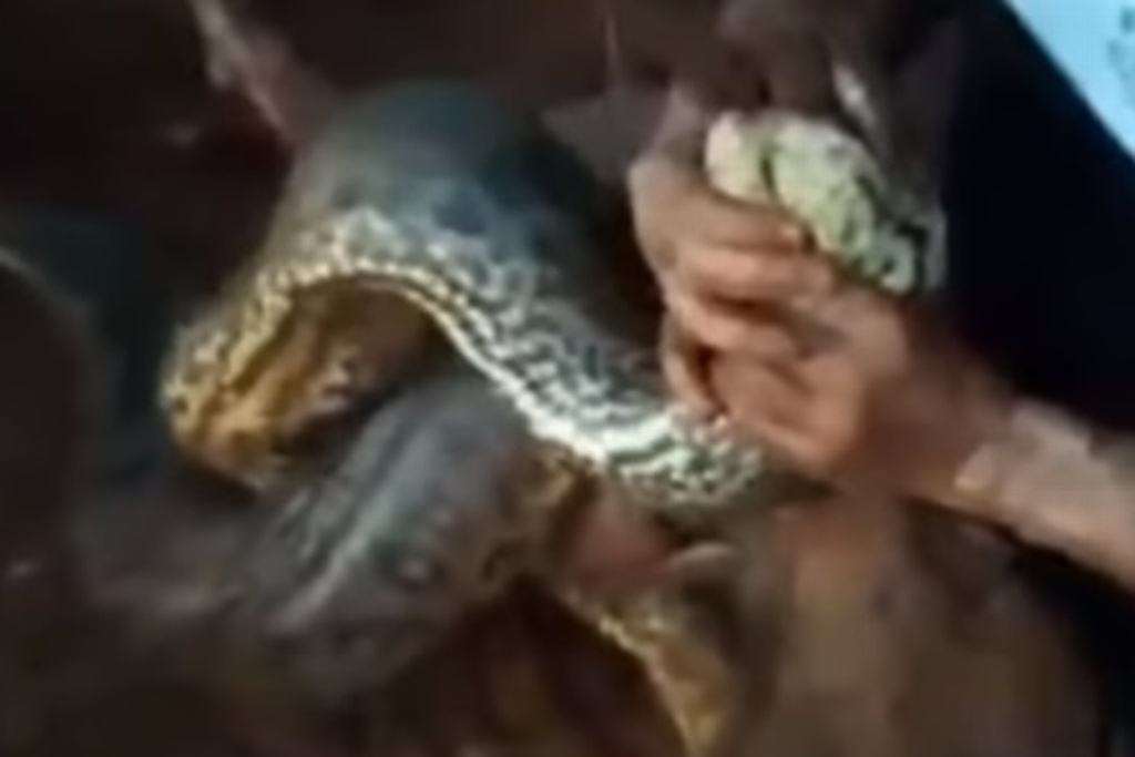 Imagen Ciclistas pelean contra anaconda para salvar a su perro (+ video)