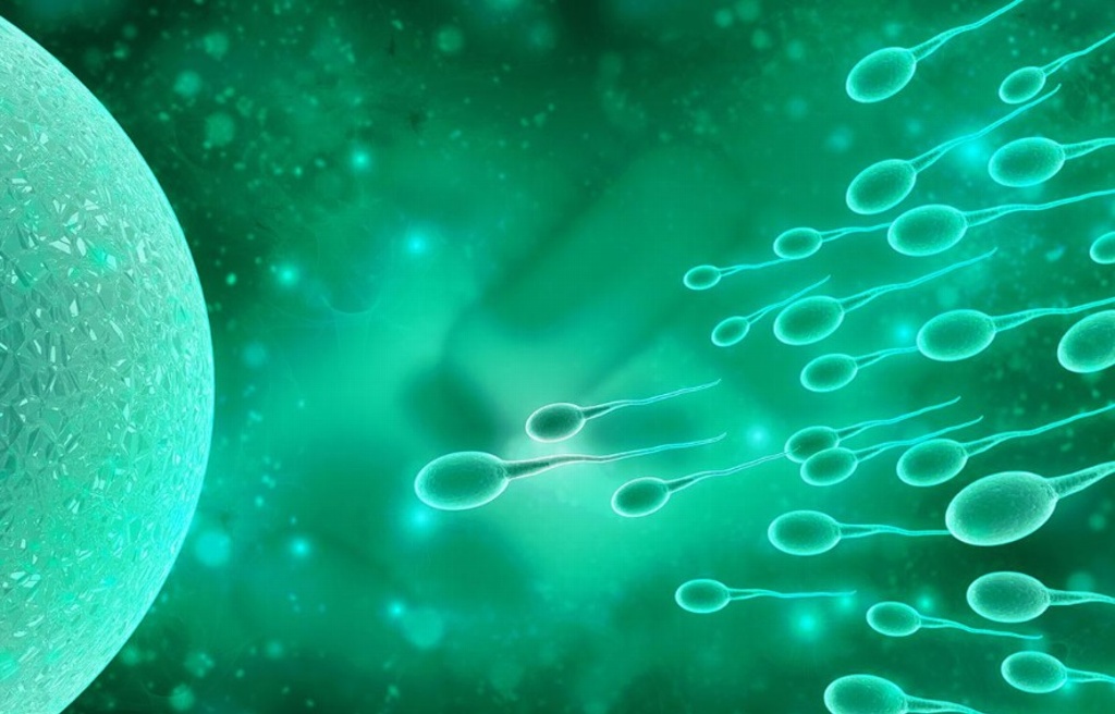 Imagen Científicos aseguran creación de óvulos y espermatozoides artificiales en 2020