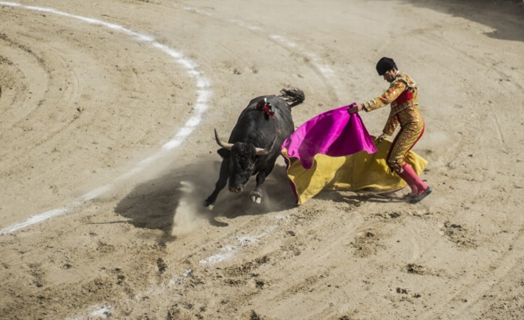 Imagen Diputada propone prohibir corridas de toros en Veracruz
