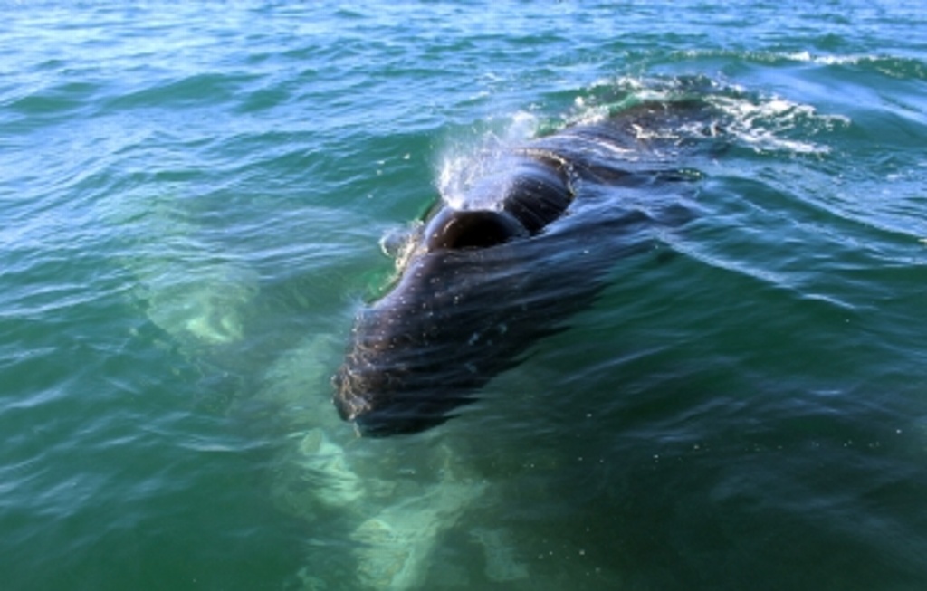 Imagen Observan a 52 ballenas grises en Pacífico Mexicano