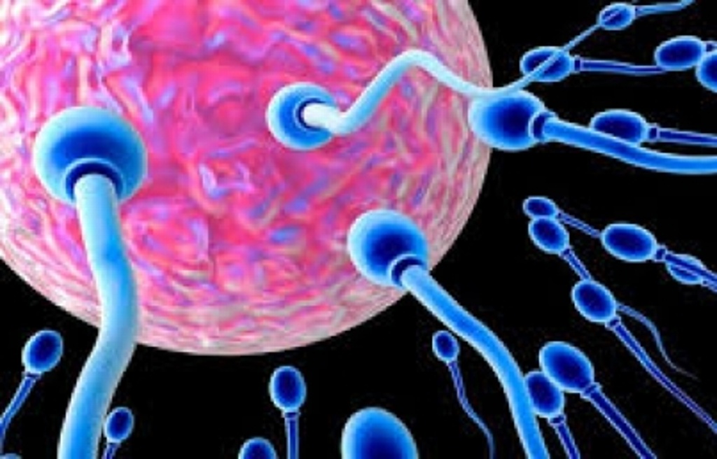 Imagen Espermatozoides y óvulos artificiales, a punto de ser realidad: especialista