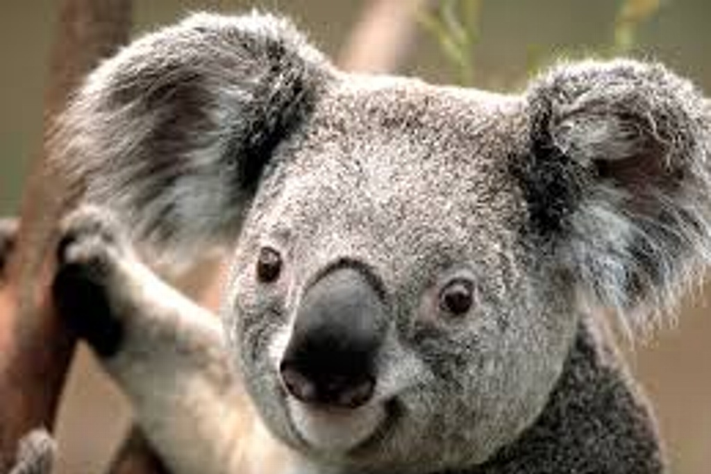 Imagen Lanzan 'dildo koala' para ayudar zonas devastadas por incendios en Australia (+Foto)