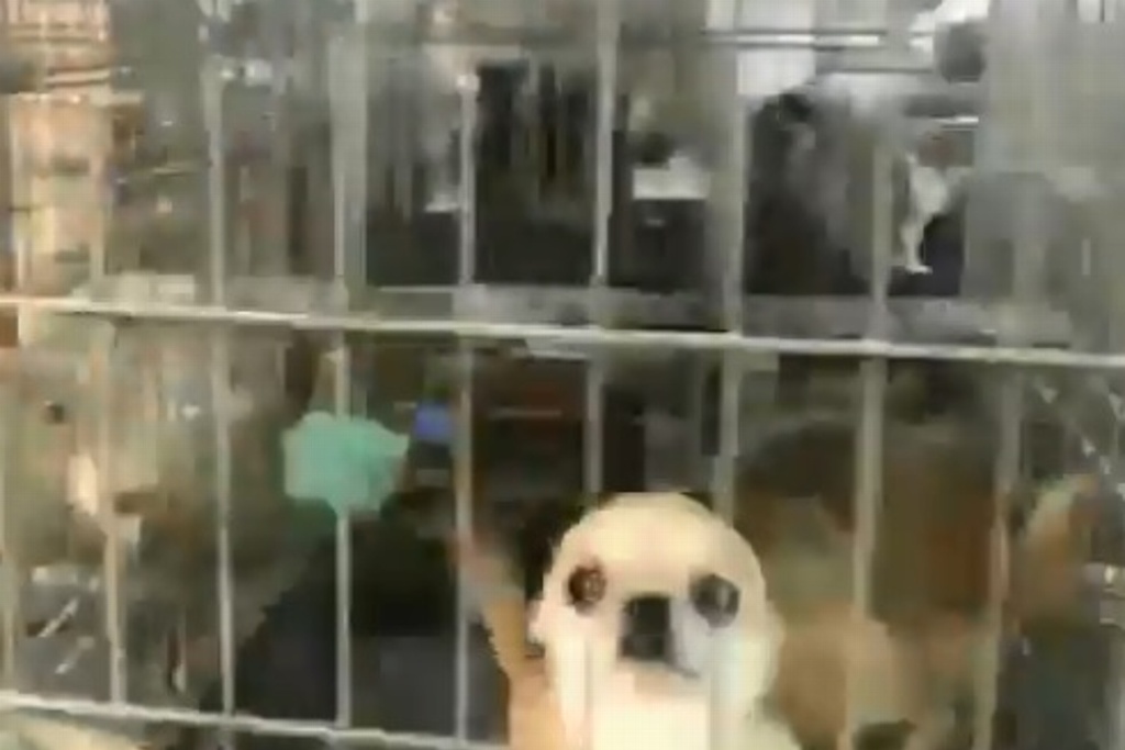 Imagen Detienen a 2 veterinarios y rescatan a 270 perros mutilados de cuerdas vocales  (+video)