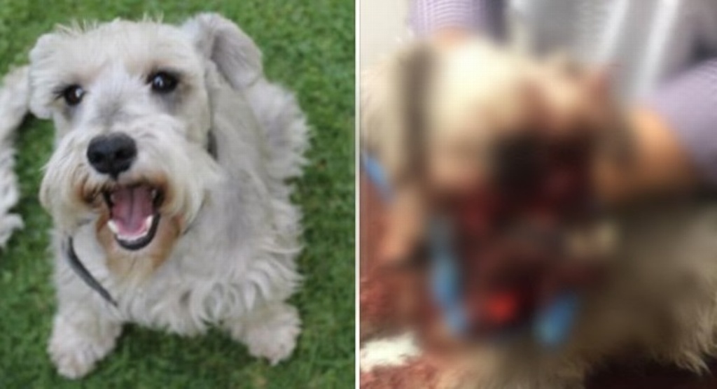 Imagen Perro pitbull le arranca parte del hocico a schnauzer; su dueña pide ayuda