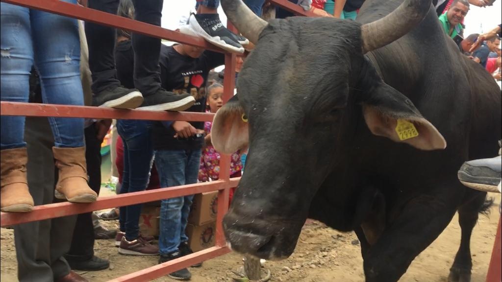 Imagen Sueltan 6 toros en las fiestas de la Candelaria en Tlacotalpan, Veracruz