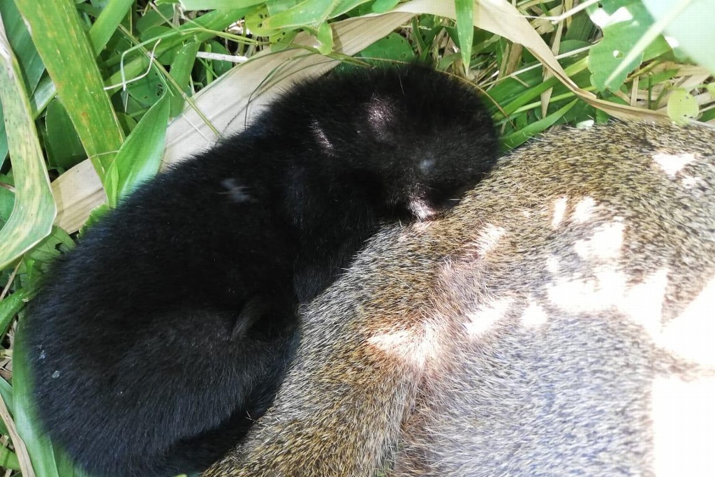 Imagen Nace en cautiverio cría de Jaguarundi en parque ecológico de Pemex, en Coatzacoalcos 