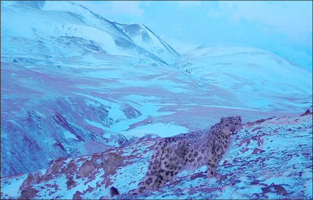 Imagen Captan a “pantera rosa” paseando en un parque nacional de Siberia