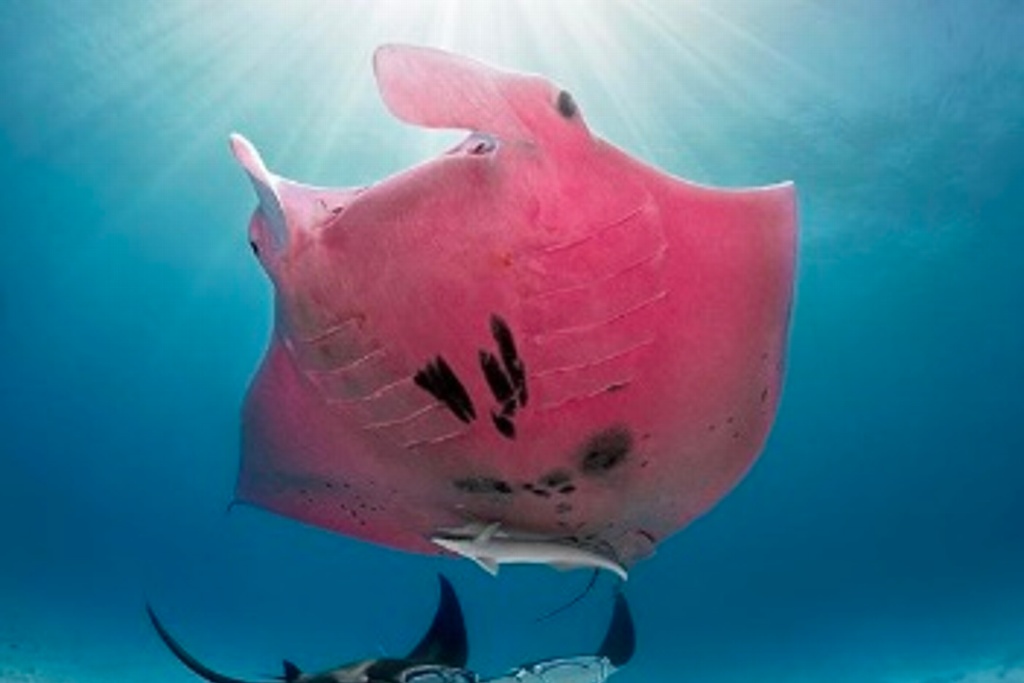 Imagen Logran captar a la única mantarraya rosa del mundo (+foto)