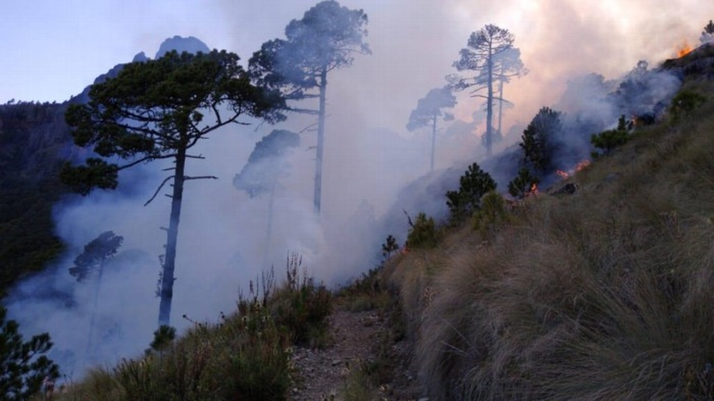 Imagen Incendios en Veracruz han afectado 300 hectáreas en lo que va de 2020: Conafor