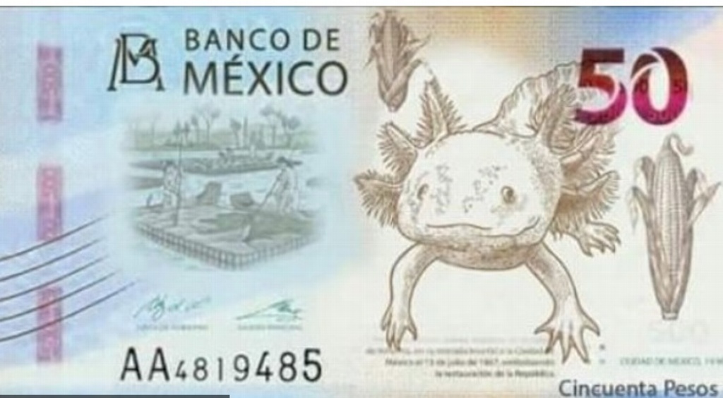Imagen El ajolote será la nueva imagen del billete de 50 pesos