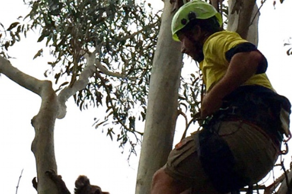 Imagen Kailas Wild, el escalador que rescata koalas tras incendios en Australia