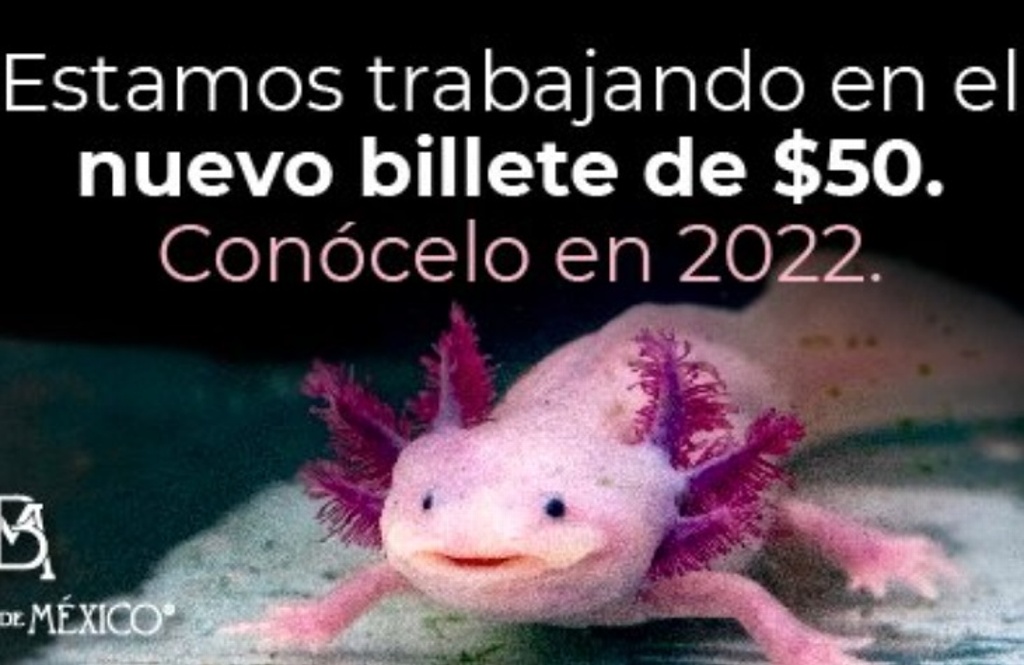 Imagen El ajolote y Xochimilco aparecerán en los nuevos billetes de 50 pesos 
