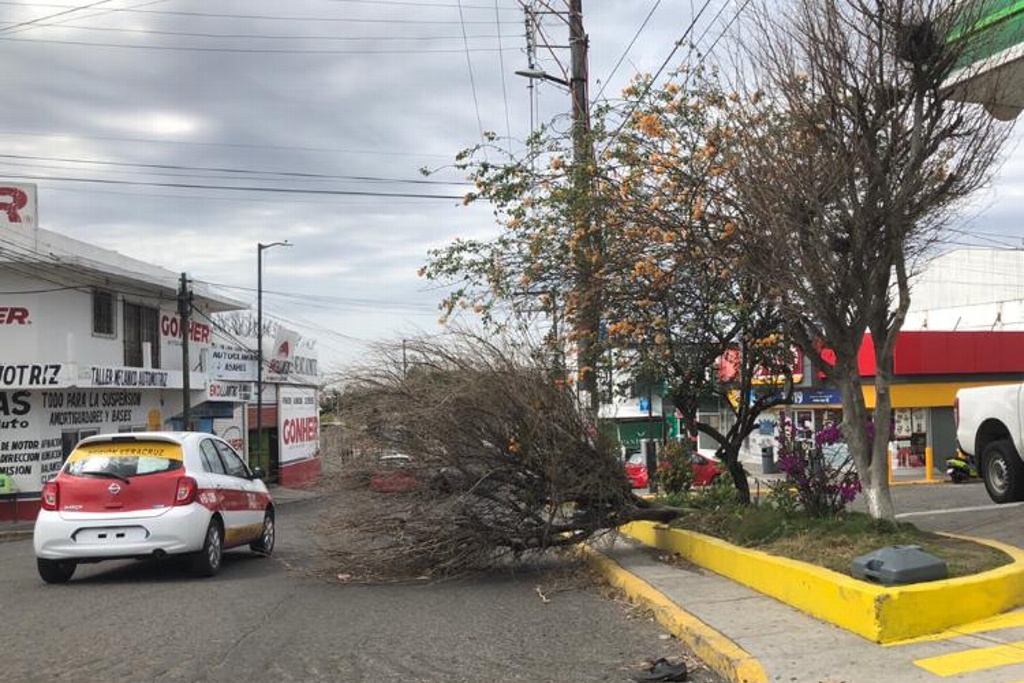 Imagen Cae árbol en la colonia Pocitos y Rivera, en Veracruz por viento del norte