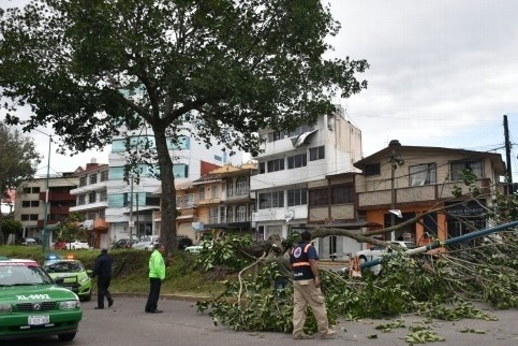 Imagen Un total de 65 árboles caídos en Xalapa, Veracruz por viento
