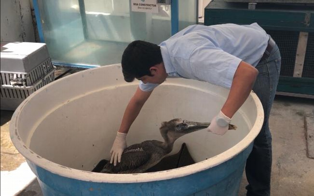 Imagen ¿Sabías que el Acuario de Veracruz rehabilita desde aves hasta manatíes y los reintegra a su hábitat? (+Vídeo)