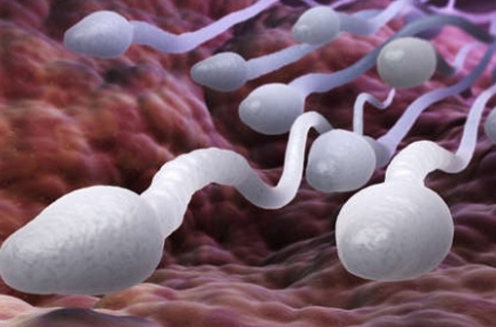 Imagen Dieta baja en proteína afecta al esperma: Investigadores 