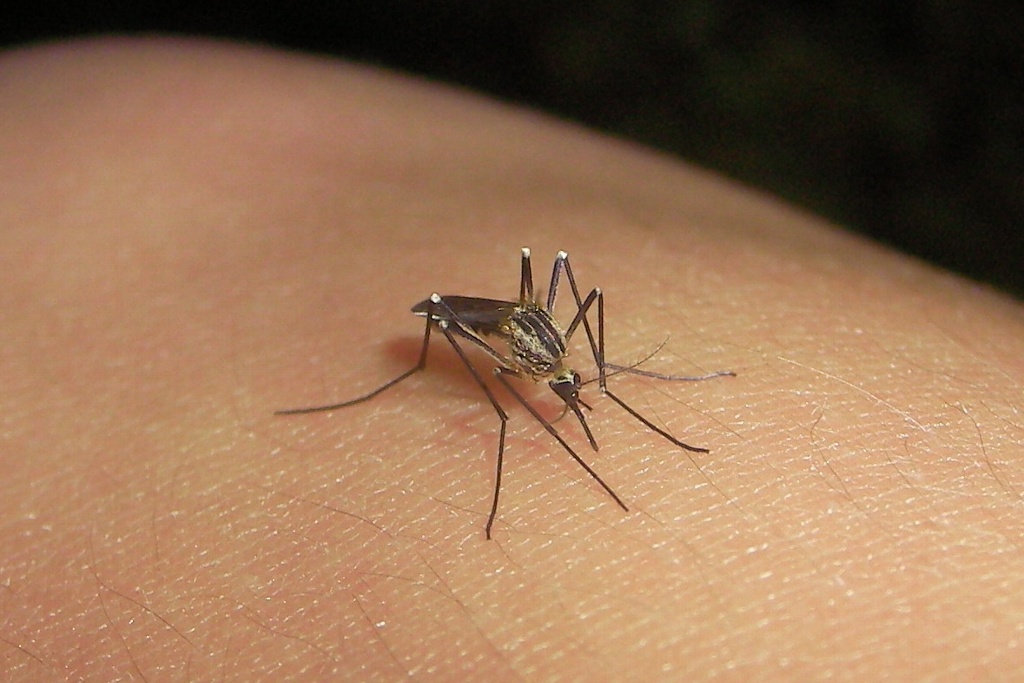Imagen De febrero a marzo, aumentan más del 40% los casos de dengue en Veracruz