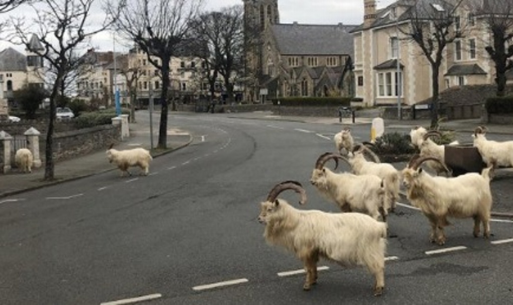 Imagen Cabras toman calles de Gales en ausencia de gente, por coronavirus (+Video)