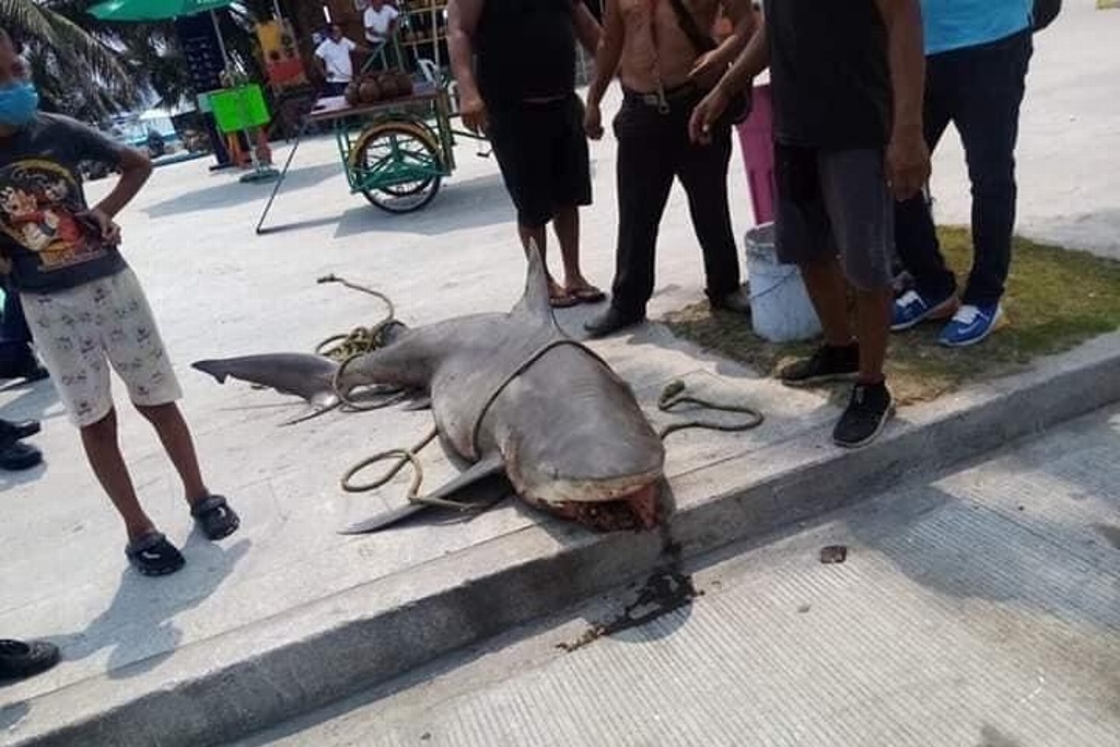 Imagen Sorprende inusual captura de tiburón en Veracruz