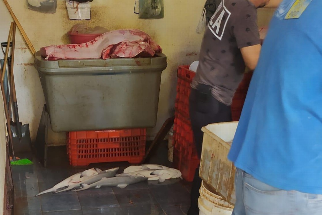 Imagen Tiburón que fue capturado por pescadores de Veracruz estaba en gestación, Dirección de Medio Ambiente investiga