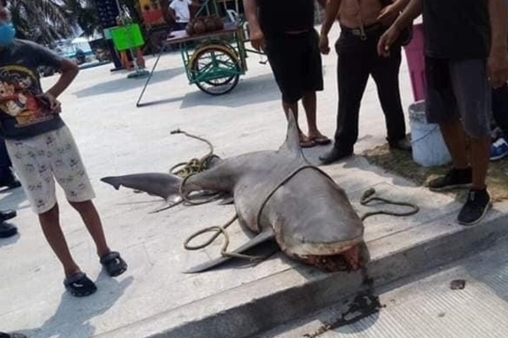 Imagen Es muy común el tiburón toro en parque arrecifal de Veracruz, señala biólogo