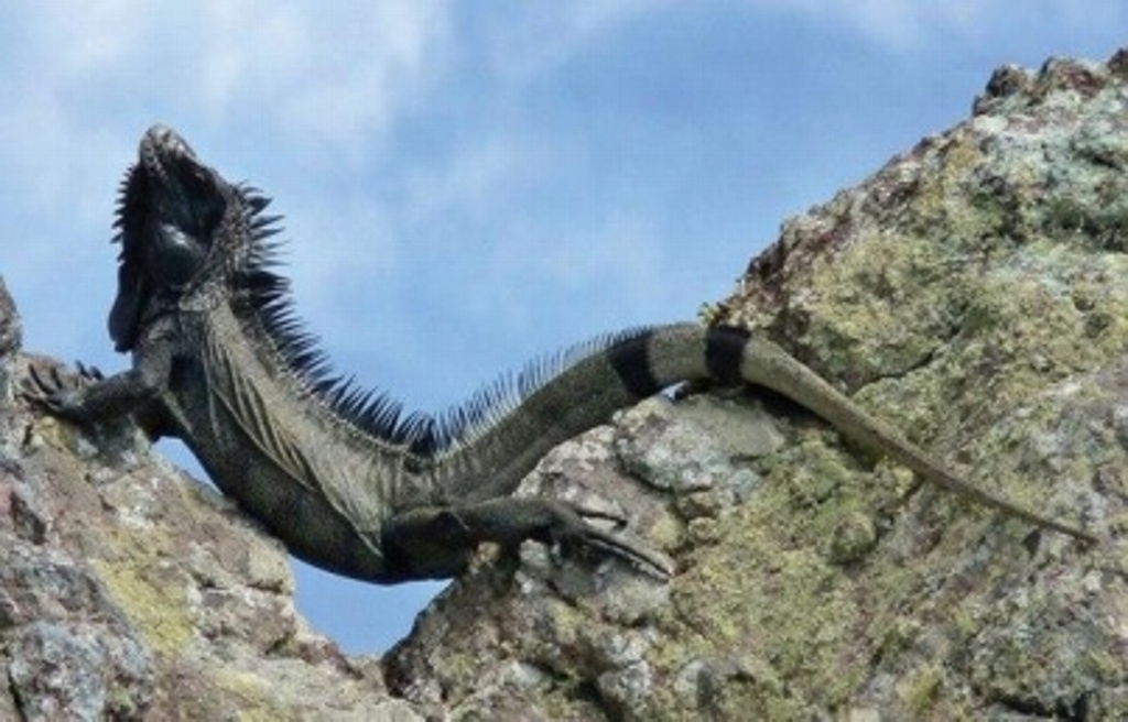 Imagen Urgen medidas de conservación para nueva especie de iguana en el Caribe