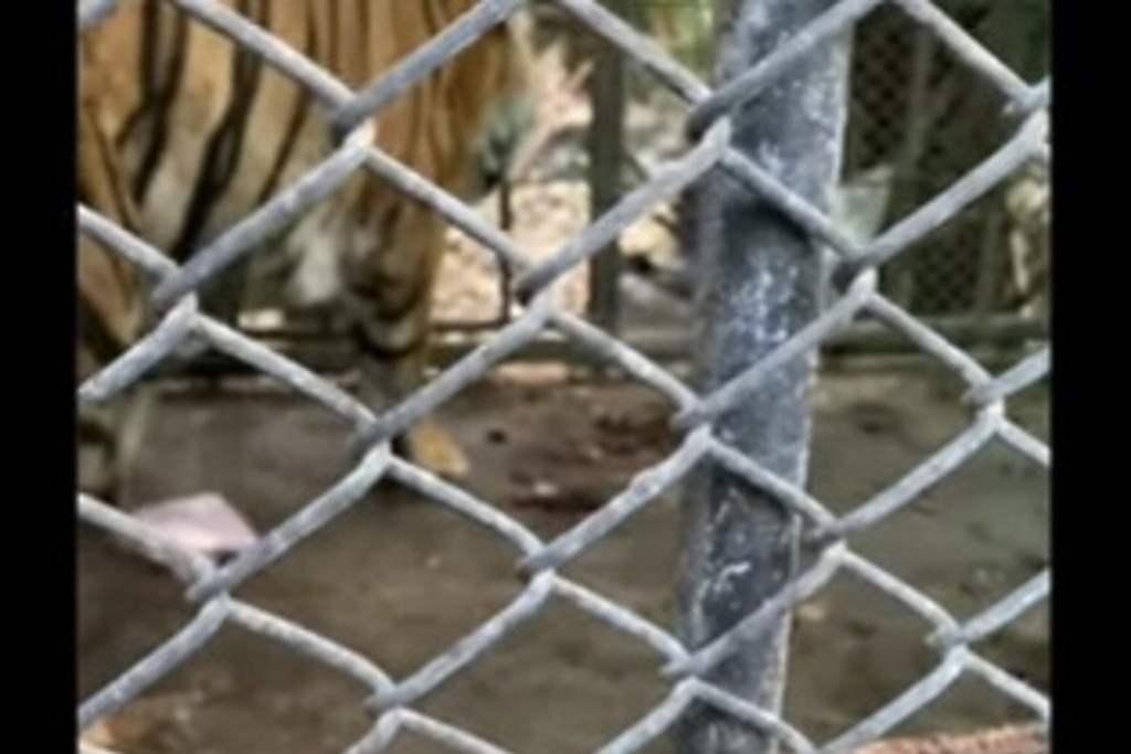 Imagen Descubren zoológico abandonado con decenas de animales hambrientos por pandemia (+Video)